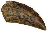 Serrated, Raptor Tooth - Real Dinosaur Tooth #296710-1